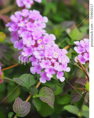 Lantana (Trailing lantana) 70960017