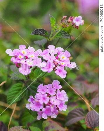 Lantana (Trailing lantana) 70960018