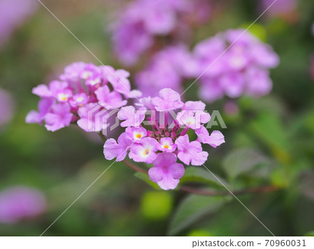 馬tana丹(Kobano Lantana) 馬tana丹(Kobano Lantana) 70960031