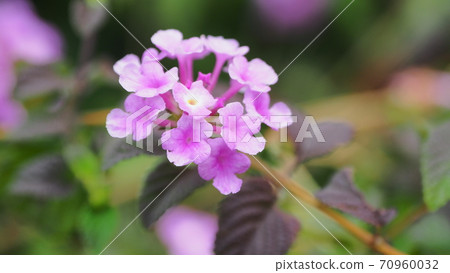 馬tana丹(Kobano Lantana) 馬tana丹(Kobano Lantana) 70960032