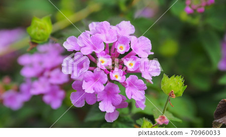馬tana丹(Kobano Lantana) 馬tana丹(Kobano Lantana) 70960033