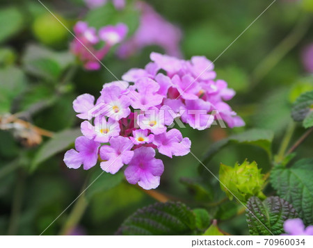 馬tana丹(Kobano Lantana) 馬tana丹(Kobano Lantana) 70960034