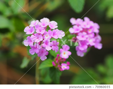 馬tana丹(Kobano Lantana) 馬tana丹(Kobano Lantana) 70960035