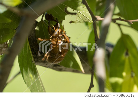 Wadabori Park, Tokyo) Cicada shells hidden behind leaves found in autumn 70960112