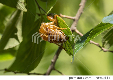 Wadabori Park, Tokyo) Cicada shells hidden behind leaves found in autumn 70960114