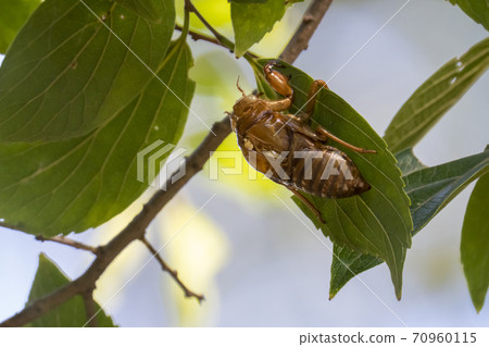 Wadabori Park, Tokyo) Cicada shells hidden behind leaves found in autumn 70960115