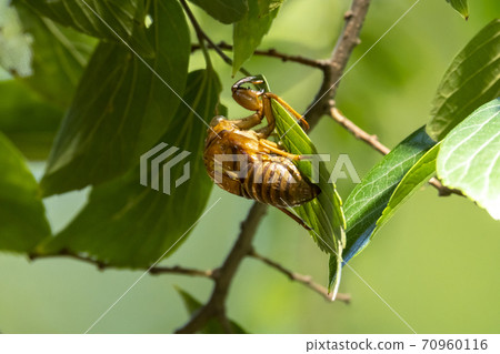 Wadabori Park, Tokyo) Cicada shells hidden behind leaves found in autumn 70960116