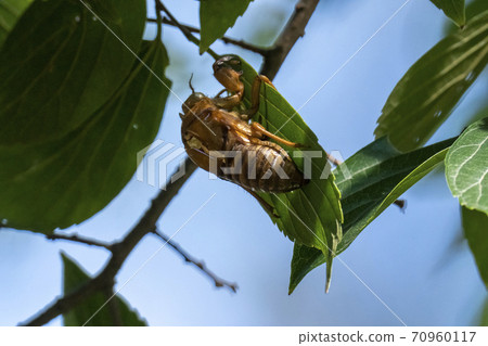 Wadabori Park, Tokyo) Cicada shells hidden behind leaves found in autumn 70960117