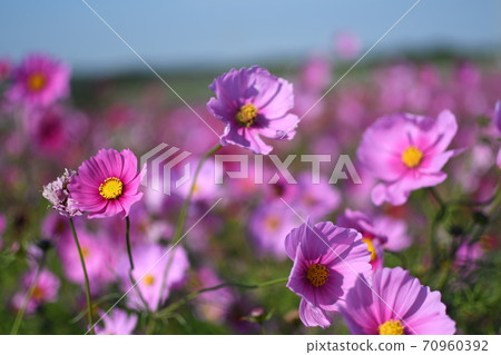 Cosmos Cosmos 70960392