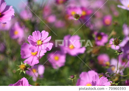 Cosmos field Cosmos field 70960393