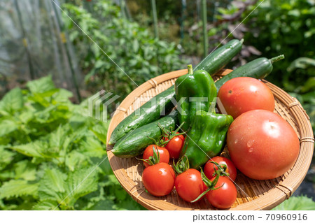 Assorted summer vegetables Harvested vegetables (August) Home garden 70960916