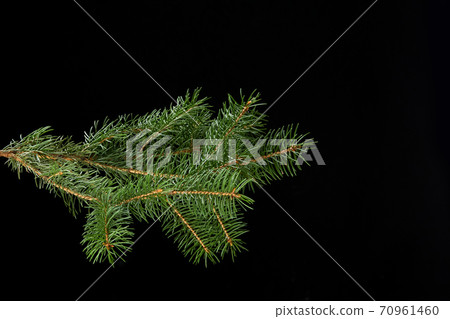 green fir branch isolated on black background 70961460