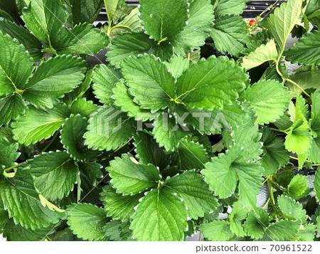 Strawberry leaves. Taken at a greenhouse in Japan. Strawberry leaves. Taken at a greenhouse in Japan. 70961522