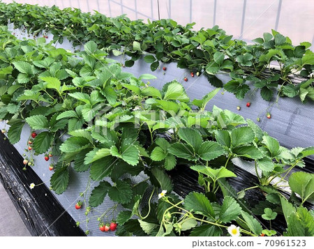 A Strawberry farm in Japan. A Strawberry farm in Japan. 70961523