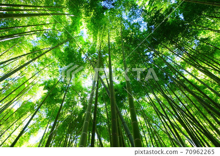 竹林 竹林 70962265