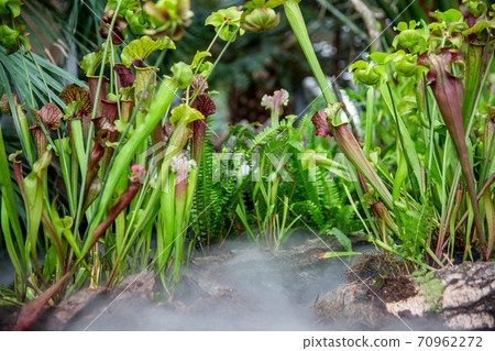 Very rare carnivorous plants in the rainy jungle with morning ground fog or mist, plant science 70962272
