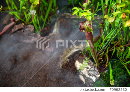 Very rare carnivorous plants in the rainy jungle with morning ground fog or mist, plant science Very rare carnivorous plants in the rainy jungle with morning ground fog or mist, plant science 70962280