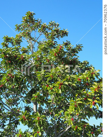 Kuroganemochi (for lucky charm and autumn image) 70962376