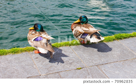The two ducks at lakeside walk way in Geneva, Switzerland. The two ducks at lakeside walk way in Geneva, Switzerland. 70962835