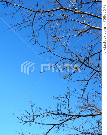 Winter image (dead tree) 70963572