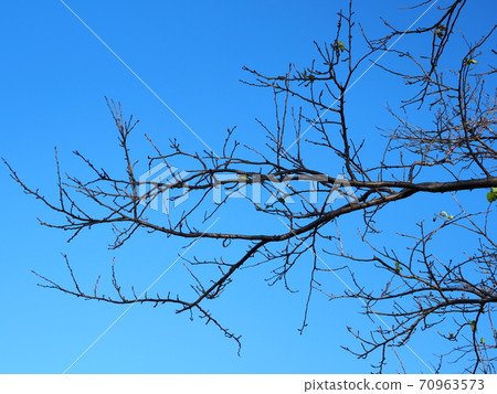 Winter image (dead tree) 70963573