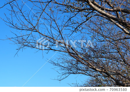 Winter image (dead tree) 70963580