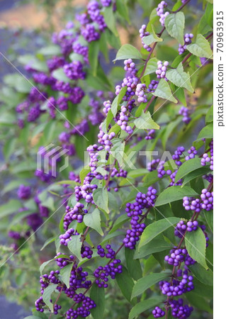 Komurasaki水果 70963915