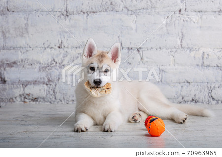 Funny puppy husky breed of light color gnaws dried pork and beef ears. Natural chewing treats for dogs. Production and trade in pet products. Siberian husky baby girl enjoying bone for cleaning teeth 70963965