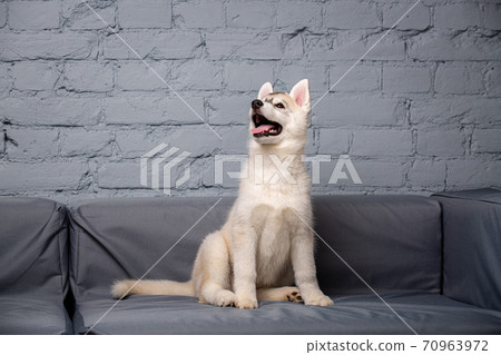 Funny puppy husky breed age 2.5 months of light color on a gray sofa at home on a brick wall background. Smiling face of domestic pure bred dog with pointy ears. Siberian husky baby girl 70963972