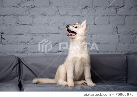 A light fluffy puppy of the Siberian Husky breed plays with a funny face on the couch at home. Dog baby female fawn husky in loft style apartments. Childhood pets theme 70963973