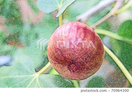 Open-field cultivated fruit "figs" colored pencils that are growing vividly in the morning sun Open-field cultivated fruit "figs" colored pencils that are growing vividly in the morning sun 70964300