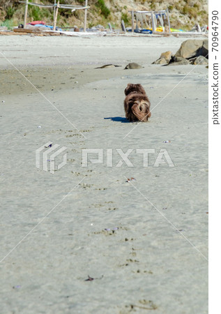 Dogs and footprints walking on the beach Dogs and footprints walking on the beach 70964790