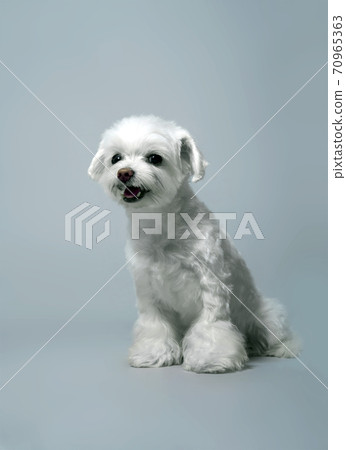Maltese lapdog on a grey background Maltese lapdog on a grey background 70965363
