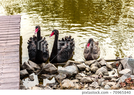 Beautiful black swans swim along the banks of a small river 70965840