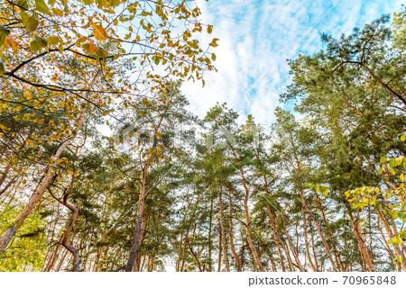 Tall beautiful trunks of pines in the autumn forest against the background of a bright blue sky Tall beautiful trunks of pines in the autumn forest against the background of a bright blue sky 70965848