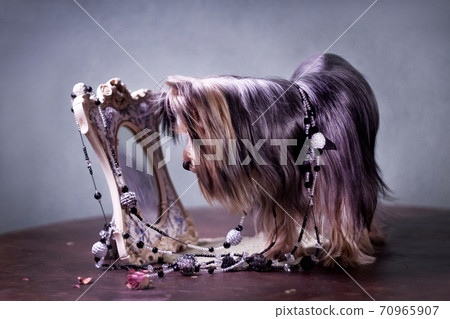 Cute little long-haired yorkshire terrier dog in beads looks in the mirror Cute little long-haired yorkshire terrier dog in beads looks in the mirror 70965907