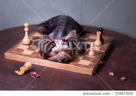 Cute little long-haired Yorkshire dog fell asleep on a chessboard Cute little long-haired Yorkshire dog fell asleep on a chessboard 70965908