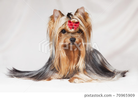 Yorkshire Terrier is one of the most popular indoor and decorative dog breeds. Yorkshire Terrier is one of the most popular indoor and decorative dog breeds. 70965909