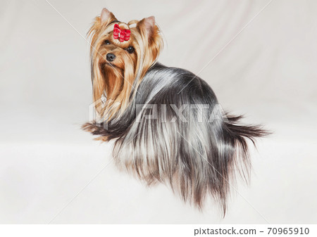 Yorkshire Terrier is one of the most popular indoor and decorative dog breeds. Yorkshire Terrier is one of the most popular indoor and decorative dog breeds. 70965910