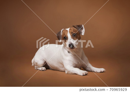 ack Russell Terrier white and red dog lying ack Russell Terrier white and red dog lying 70965929