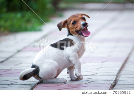 White-red-black puppy of breed Jack Russell Terrier walks in the country 70965931