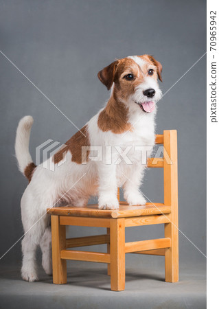 white-red dog breed Jack Russell Terrier on a gray background 70965942