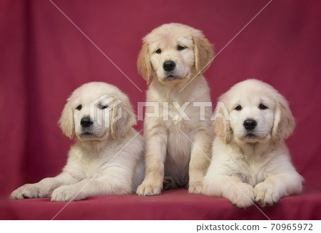 Three little cute smart golden retriever puppy 70965972