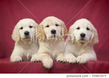 Three little smart puppy of breed Golden Retriever lie on a pink background 70965973