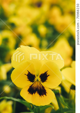 Vertical image of a yellow flower 70966150