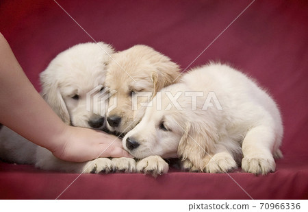 Three little clever golden retriever puppy sniffing their mistress's hand 70966336
