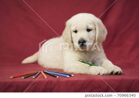Golden retriever puppy and pencils of different colors 70966340
