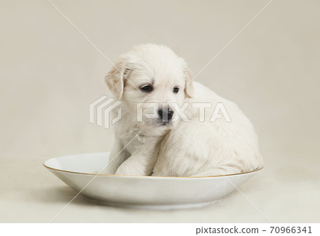 Little Golden Retriever puppy sits in a  saucer 70966341