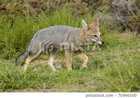 Grey Fox, Patagonia, Argentina Grey Fox, Patagonia, Argentina 70966500
