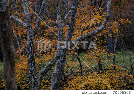 Autumn in Okunikko Yukawa 70966508